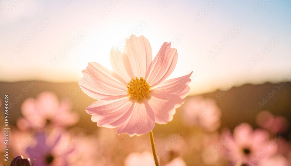 Fototapeta premium Single pale pink flower with detailed petals illuminated by soft sunlight. Botanical beauty and floral concept. Nature appreciation and environmental themes. Summer and seasonal themes concept.