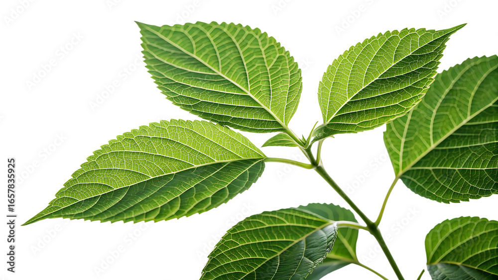 Fototapeta premium Green leaves plant isolated on transparent background PNG. AI GENERATED. 