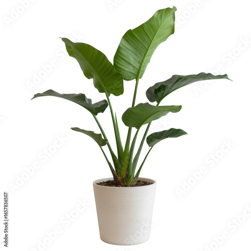 Bird of paradise plant in white pot isolated on transparent background