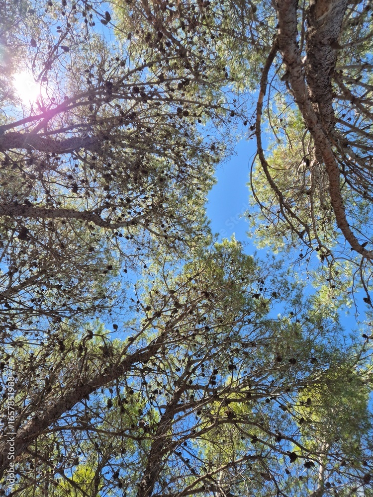 Fototapeta premium view of pine forest trees where the sunbeams shine through
