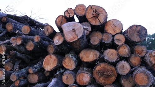 logs piled in a heap, visible by textured cuts, close-up, products of the logging industry
