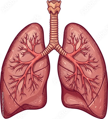 Detailed anatomical illustration of healthy human lungs and trachea showing bronchi and branching airways on a white background
