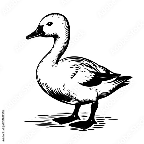 Detailed representation of a duck in a standing pose showcasing its features and contour in a simple black vector style