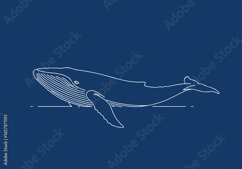 Whale line drawing on blue background for marine life illustration