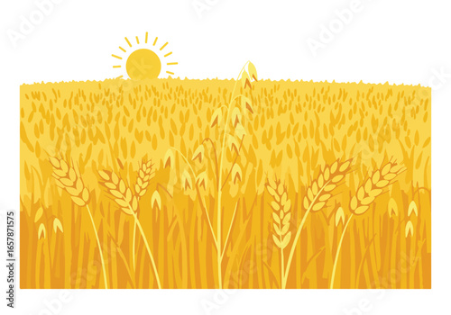 Graphic of wheat stalks in field under sun; harvest time, agricultural design