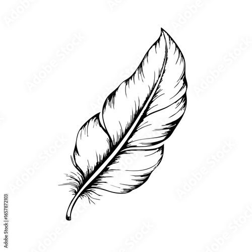 Elegant black vector design of a detailed feather showcasing intricate lines and curves for artistic inspiration and decoration