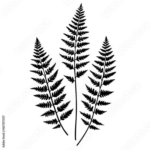 Three elegant black fern leaves showcasing intricate patterns and natural beauty