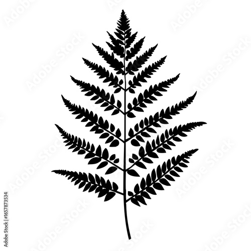 Detailed black vector illustration of a fern leaf showcasing intricate leaf patterns and structures for design use