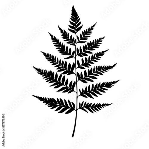 Detailed black vector representation of a fern leaf showcasing intricate patterns and shapes