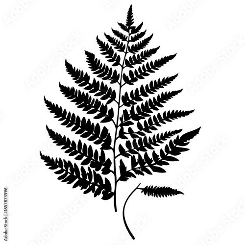 Detailed illustration of a black fern leaf showcasing intricate patterns and natural elegance in a design suitable for various artistic applications