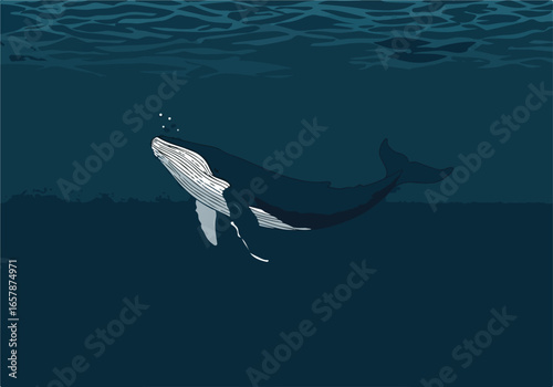 Humpback whale swimming in ocean, bubbles rising to surface. Marine conservation