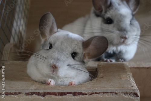 Two white Wilson chinchillas resting together in wooden cage. Cute fluffy domestic rodents with big ears and whiskers. Horizontal pet portrait at home.