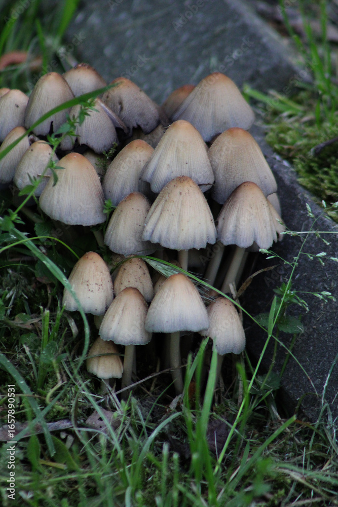 Fototapeta premium Close-up of gray ink cap mushrooms (Coprinopsis atramentaria) clustered on grassy moss near a stone border in the city. Vertical nature shot.