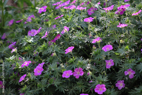 Close-up of Bloody Cranesbill (Geranium sanguineum) with bright pink-purple flowers and green foliage in the garden. Blooming ornamental perennial. Horizontal image.