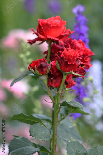 Close-up of vibrant red roses blooming in the garden, with soft blurred background creating a natural floral scene
