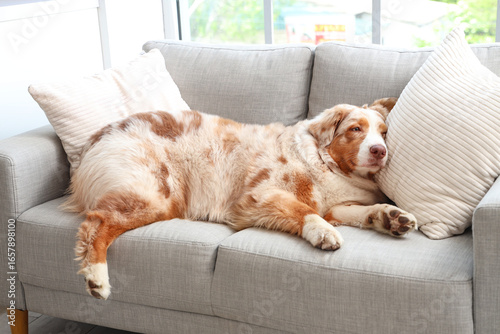 Adorable Australian Shepher...