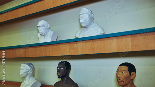 Visual timeline of human development, busts depicting stages of human evolution from hominids to homo sapiens