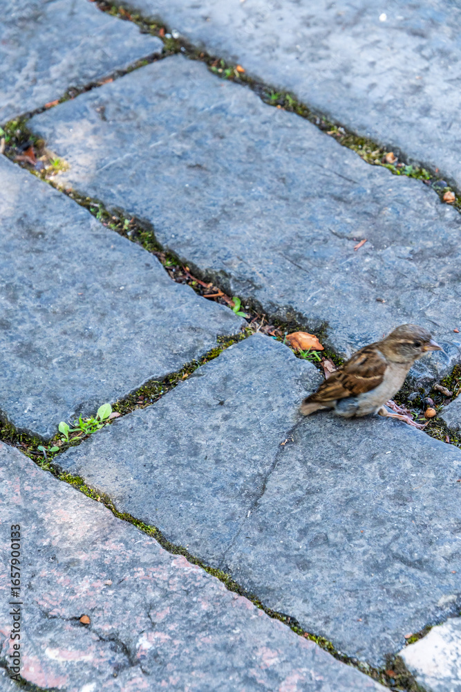 Obraz premium Passer domesticus pertenece a la familia de Passeridae.