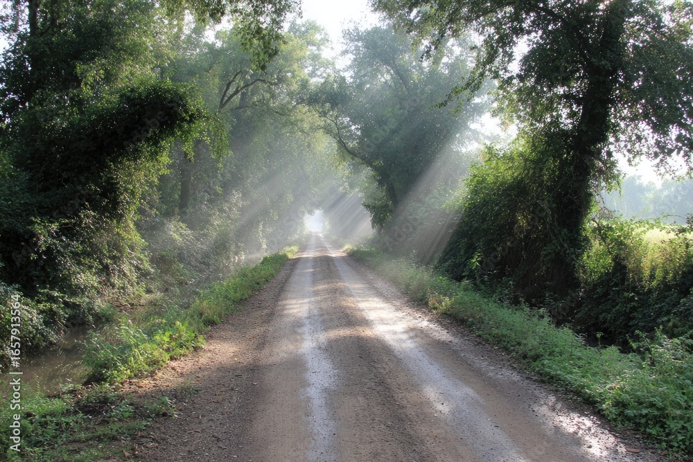 Fototapeta premium Sunbeams illuminating a dirt road through a verdant forest