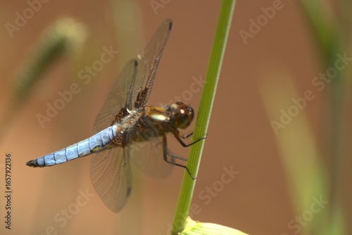 dragonfly resting on a leaf