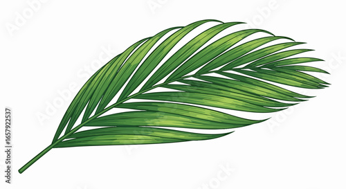 Vibrant palm leaf illustration