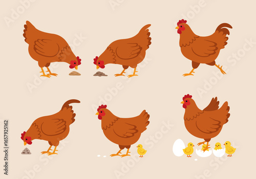 A series of six illustrations depicting brown chickens in various farmyard activities, including pecking at the ground, standing, and a hen with newly hatched chicks.