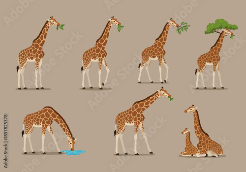 Illustration of seven giraffes in various poses: eating leaves, drinking water, standing, and a mother giraffe with her calf.