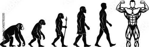 Silhouettes of Human Evolution – Vector Illustration from Primate to Muscular Modern Man Flexing Arms on White Background