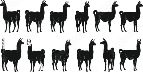 Silhouettes of Llamas in Standing Poses – Vector Illustration of Distinct Animal Shapes and Orientations for Wildlife and Design Themes