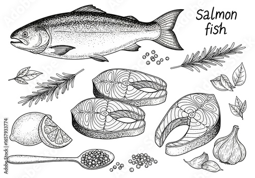 Hand-drawn illustration of a whole salmon fish with salmon steaks, lemon, rosemary, garlic, basil, and peppercorns, isolated on white.