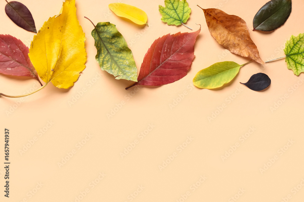 Obraz premium Composition with beautiful autumn leaves on color background
