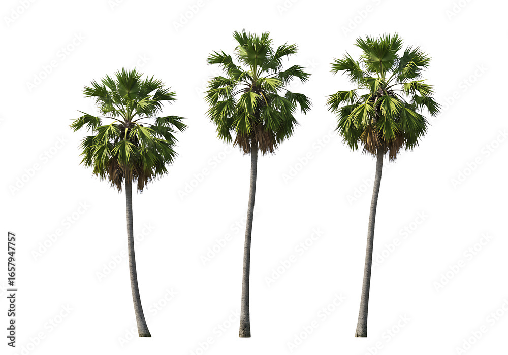 Fototapeta premium Three green palm trees tropical foliage
