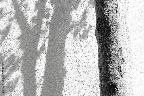Tree shadow on textured wall