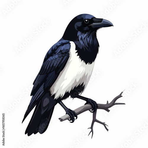 Detailed Illustration of a Pied Crow Perched on a Branch
