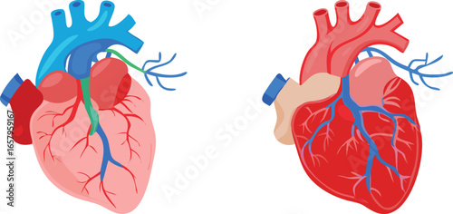 Detailed vector illustration of human heart anatomy, highlighting its chambers and major blood vessels.
