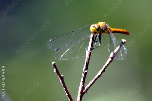 close up of a dragonfly