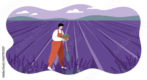 Farmer harvesting lavender in a vast, vibrant field. Depicts rural life, sustainable agriculture, and the natural beauty of cultivated landscapes.