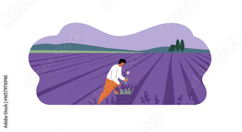 Person harvesting lavender in a beautiful purple field, symbolizing agriculture, nature's beauty, and peaceful rural life. Ideal for travel, lifestyle, or botanical themes.