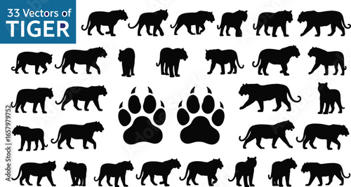 Tiger silhouette set with 33 vector poses and paw prints for wildlife, design, and decoration