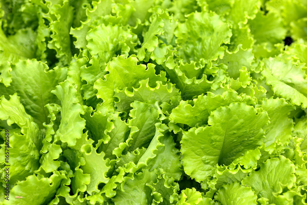 Fresh lettuce, close-up of green salad leaves, vegetable crops. Healthy and eco-friendly food, diet. Perfect background for a healthy diet, farm background Fresh lettuce, close-up of green salad leaves, vegetable crops. Healthy and eco-friendly food, diet. Perfect background for a healthy diet, farm background