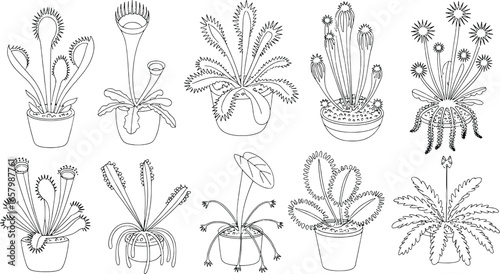 Collection of hand drawn tropical plants in pots sketch style