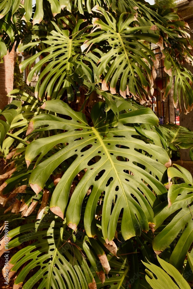 Obraz premium Large green monstera leaves in natural tropical environment — lush and exotic plant beauty.