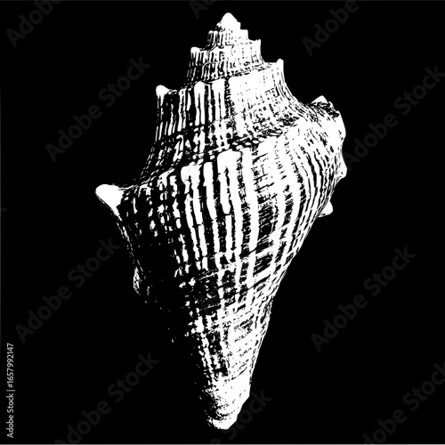 Seashell vector art black and white illustration of a conch shell sea life ocean nature art print design