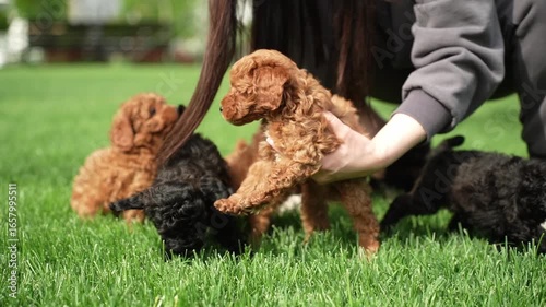 Poodle Puppy sits in a wicker basket in a park. Cute puppy with a pink bow is looking at the camera. Domestic pets.