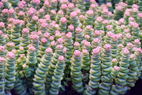 A Crassula Rupestris Marnieriana plant growing in a flower pot 
