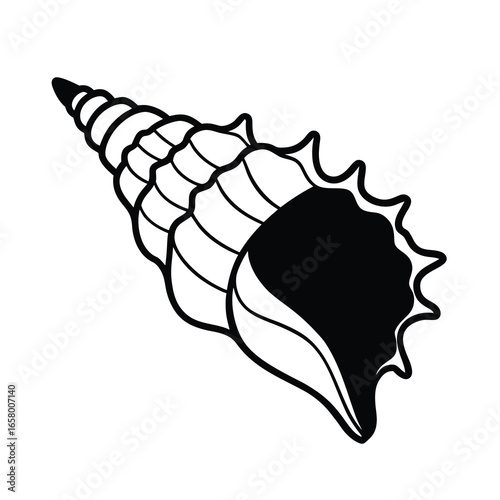 ocean conch clip art on white background 