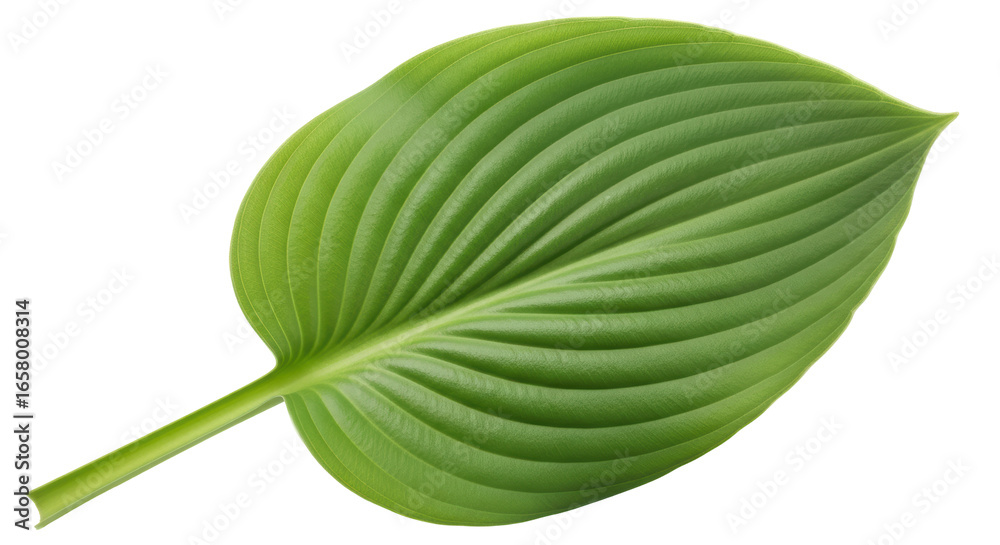 Obraz premium Isolated Green Leaf