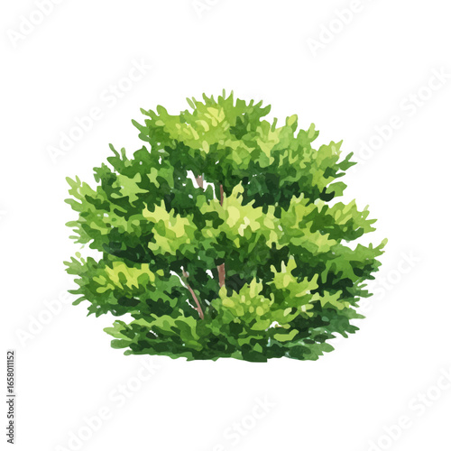 watercolor green bush isolated on a transparent background