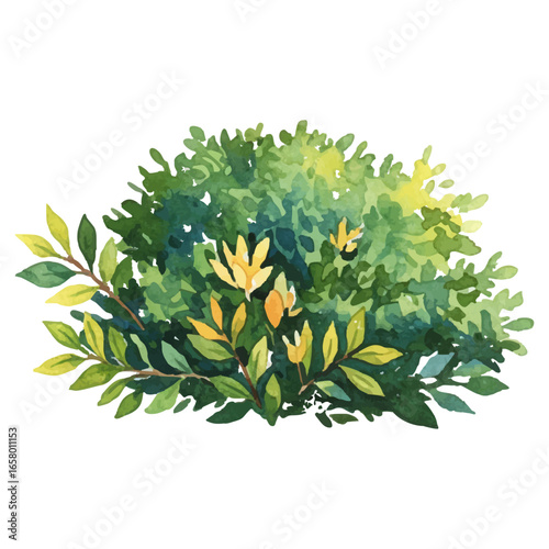 watercolor green bush isolated on a transparent background