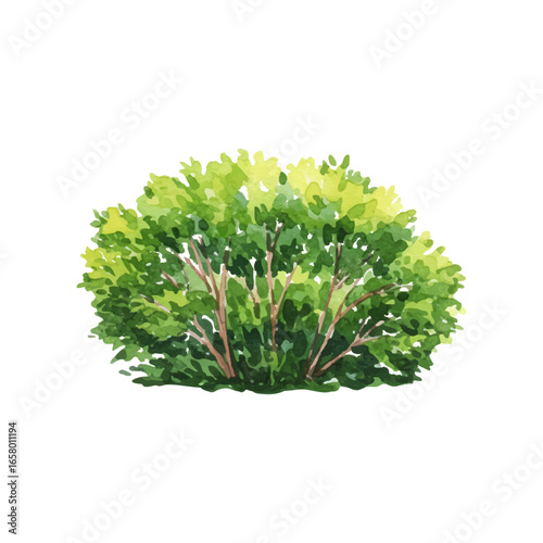 watercolor green bush isolated on a transparent background